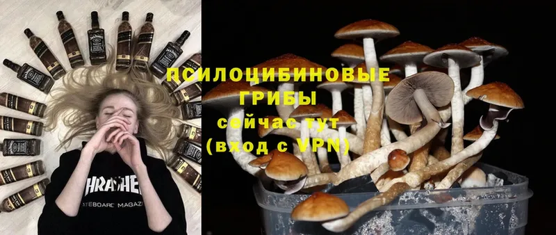 Галлюциногенные грибы Psilocybine cubensis  кракен маркетплейс  Межгорье  где купить наркотик 